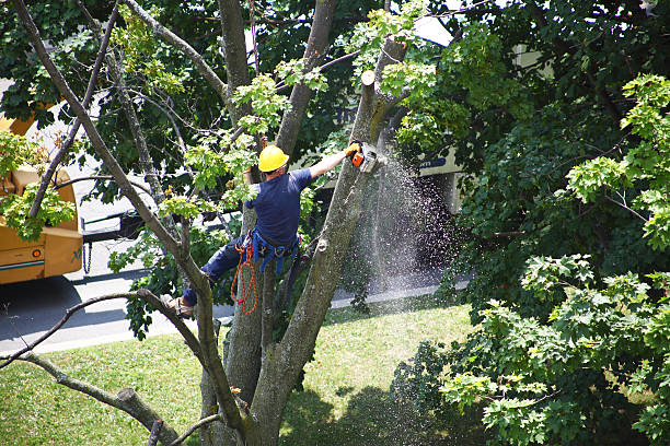 Best Fruit Tree Pruning  in Dayton, KY