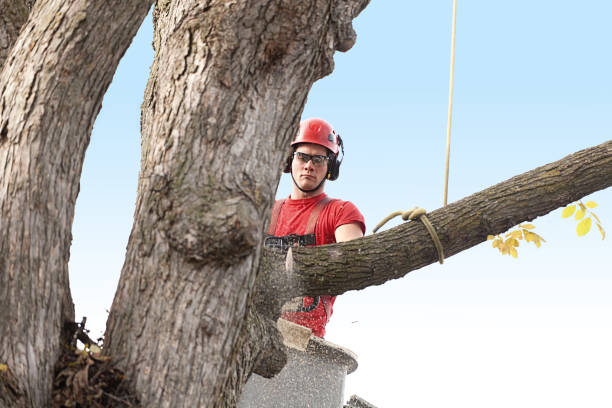 Best Tree and Shrub Care  in Dayton, KY